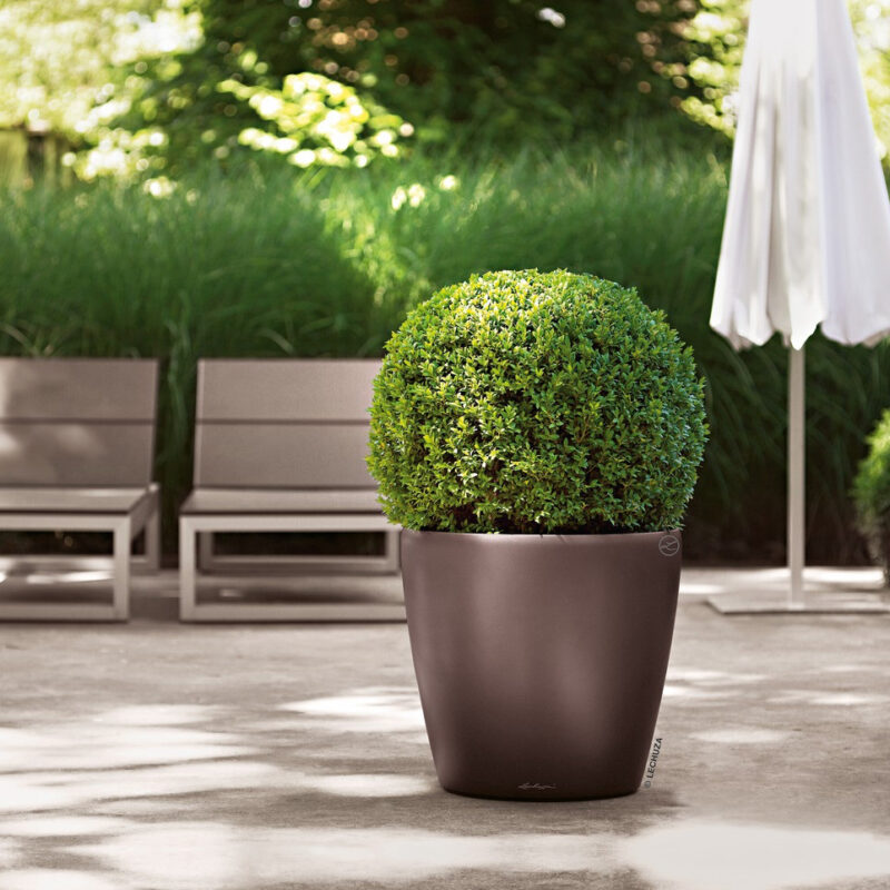 Classico Color -TREND