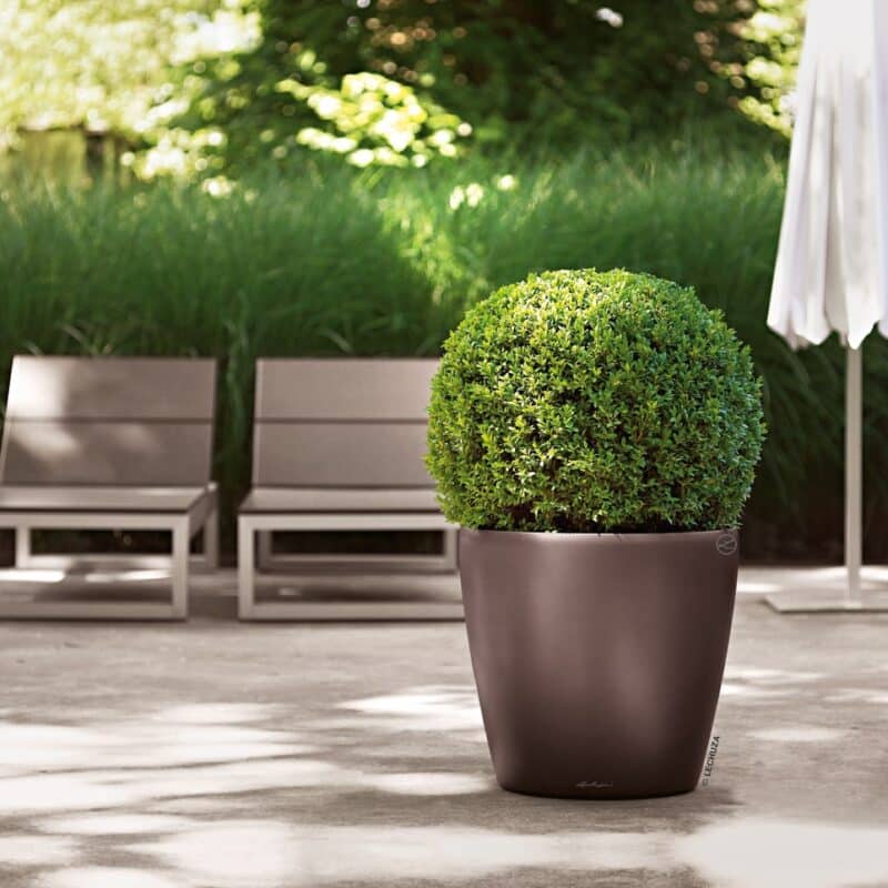 Classico LS 43