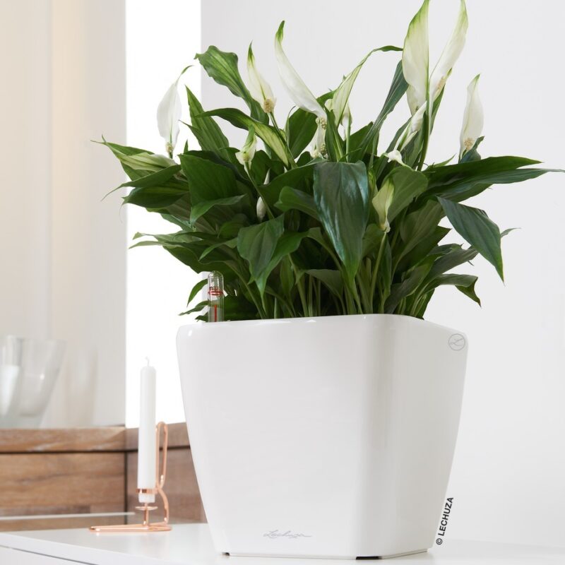 Quadro - PREMIUM LS